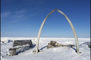 Whale bones are often raised where a whale has been landed after a hunt. Barrow Alaska. © Michaela Goertzen