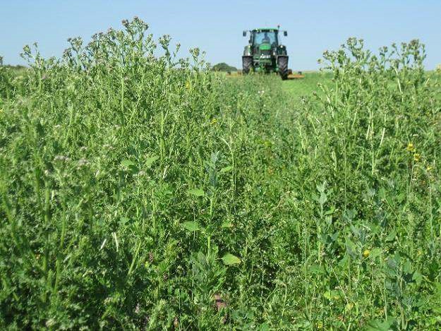 Crop infested with thistles