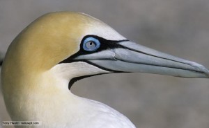 Cape gannet {Morus capensis} close-up profile of head. Lamberts bay, S Africa