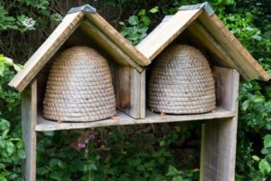 Gain new skills and learn about bee-keeping in Chaussin, France