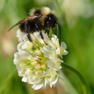 Gain new skills and learn about bee-keeping in Chaussin, France