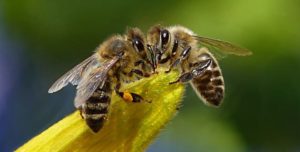 Gain new skills and learn about bee-keeping in Chaussin, France