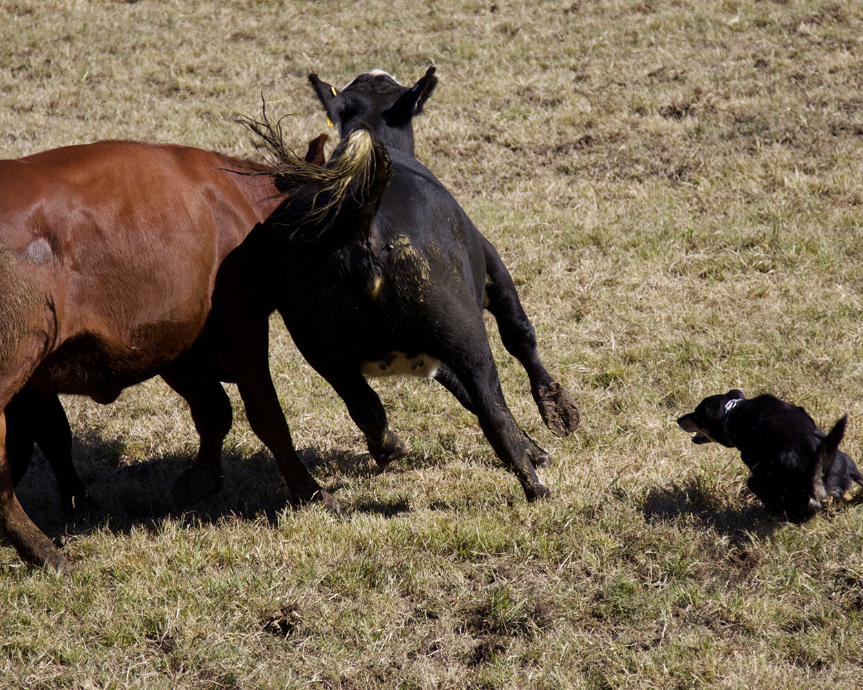 Cattle-and-Dog