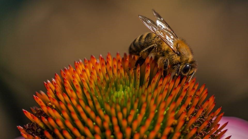 Orange Honey Bee