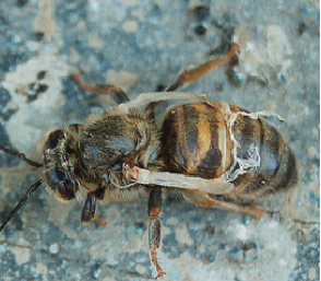 Deformed Wing Virus (DWV) on adult bee. Source: OPERA Research Center; Bee Health in Europe