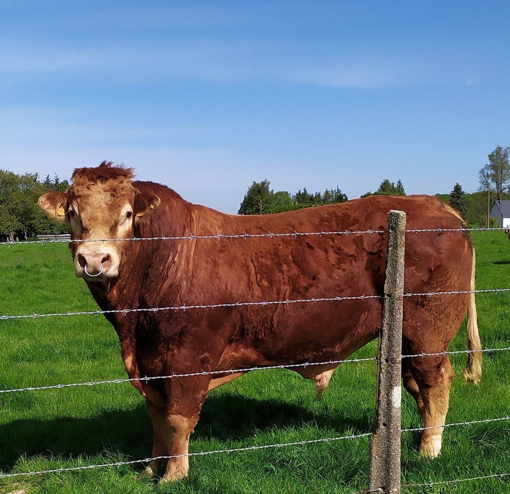 Limousin bull keeps his ladies calm.