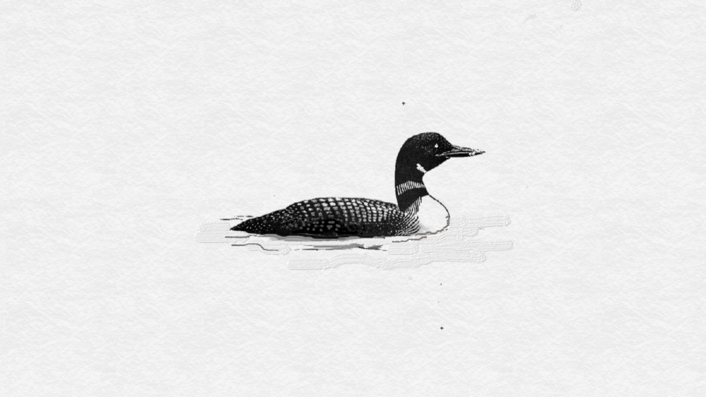 Loon (on Lake Denise, Soldotna, Alaska)