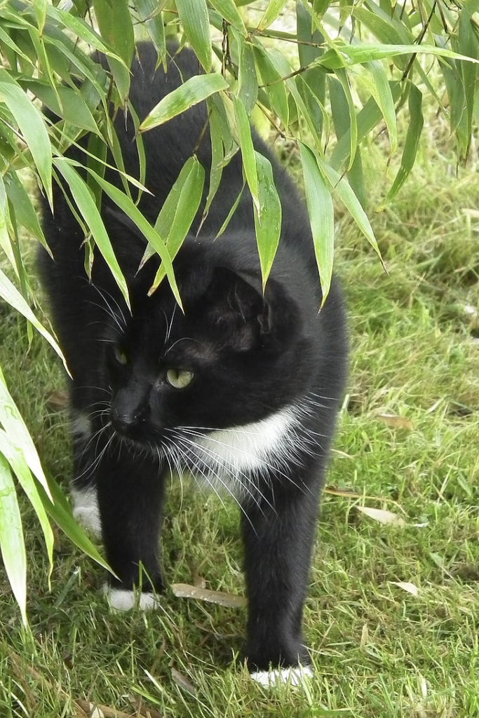 Cat
