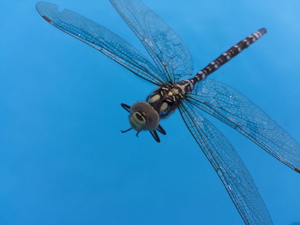Dragonfly